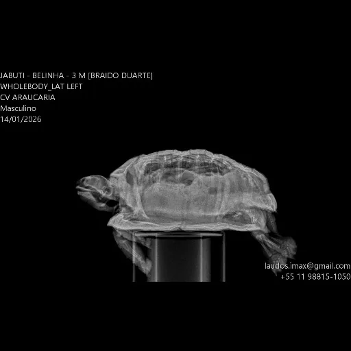 exame veterinário a domicílio