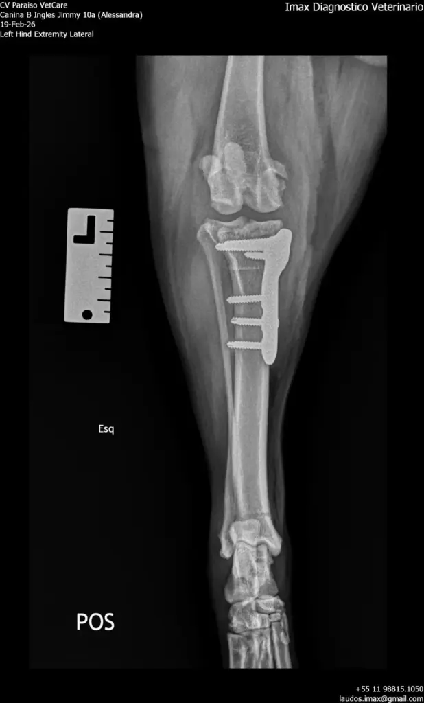 laudo veterinário