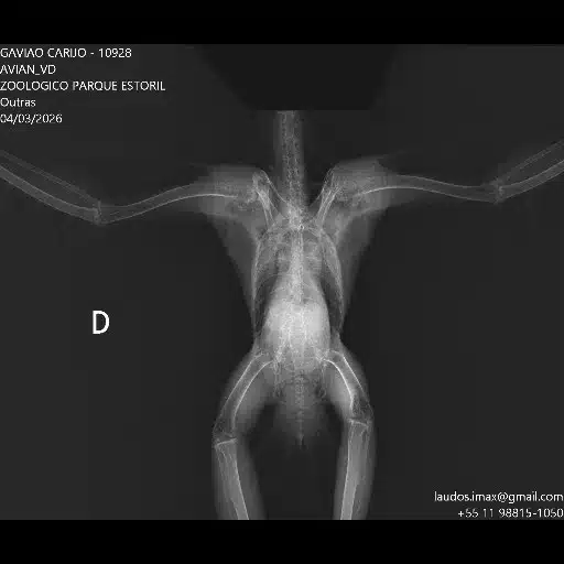 raio x veterinario