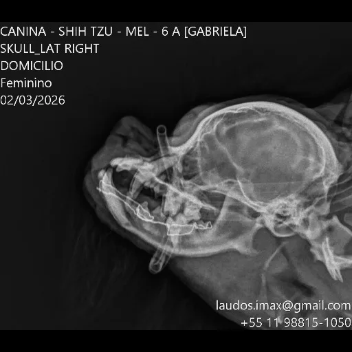 serviço veterinário