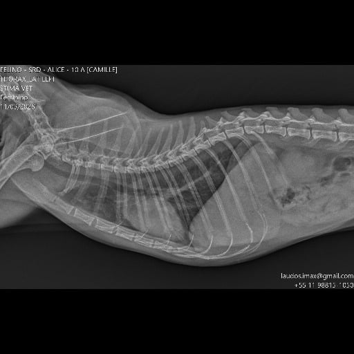 ultrassom em gato em São Paulo