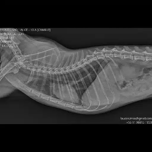 ultrassom veterinario portatil