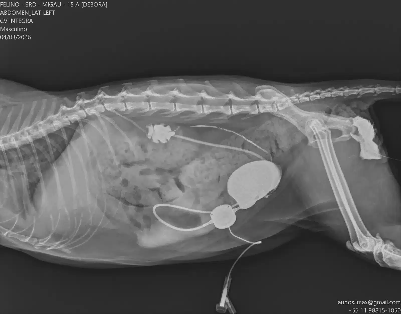 ultrassonografia para cachorro em São Paulo